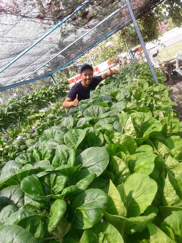 Tanaman Hidroponik