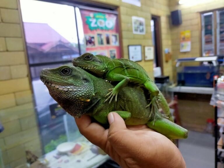 pet safari